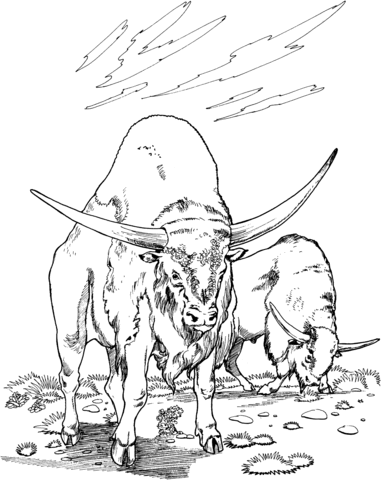 Two Water Buffaloes Coloring Page